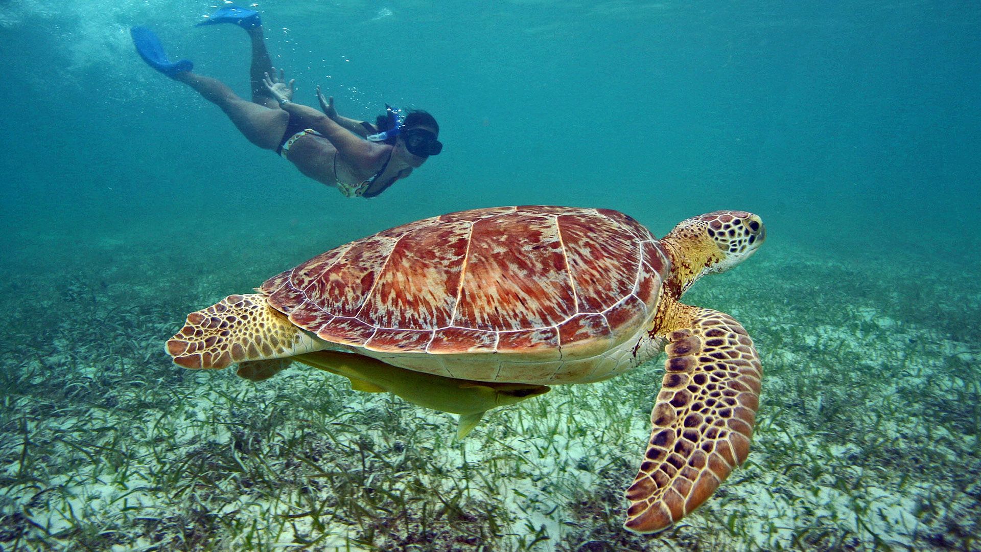 Diving with sea turtles in Cozumel Mexico
